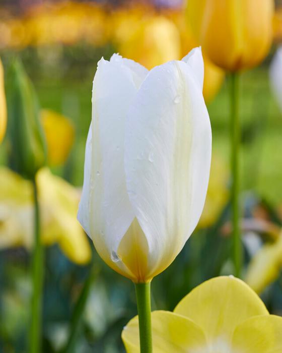 Tulip - White Emperor