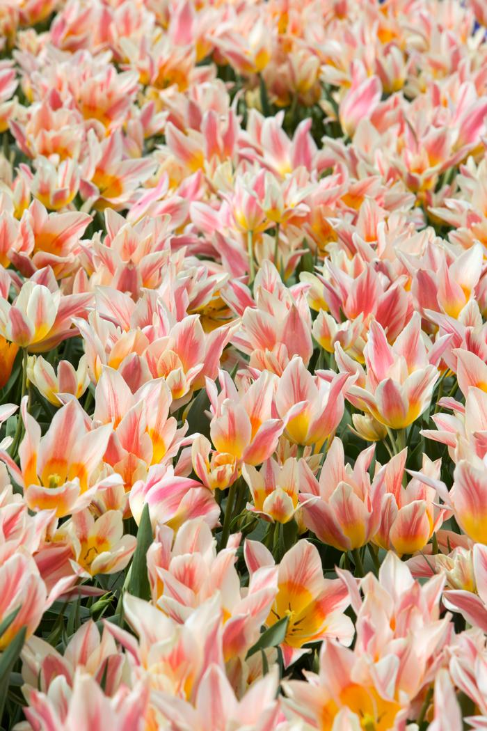 Tulip - Quebec