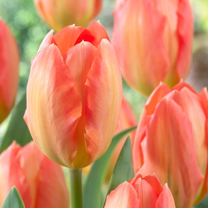 Tulip - Apricot Emperor