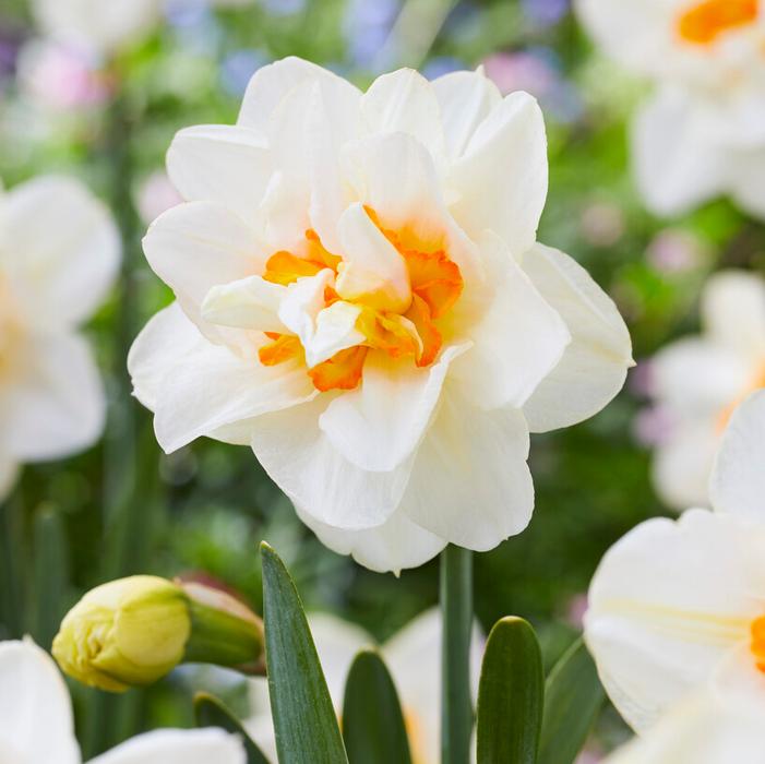 Daffodil - Flower Drift