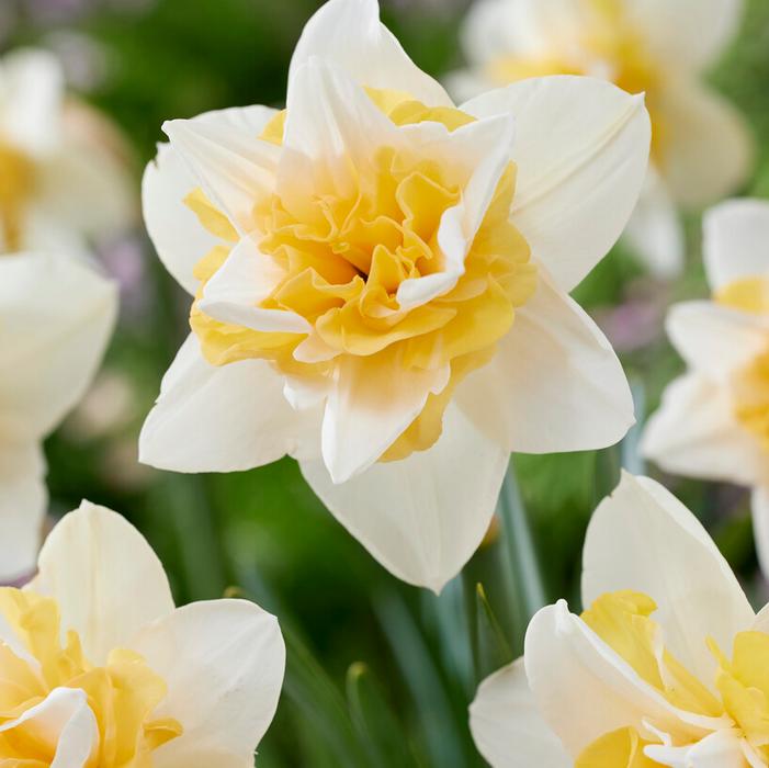 Daffodil - Sweet Desire