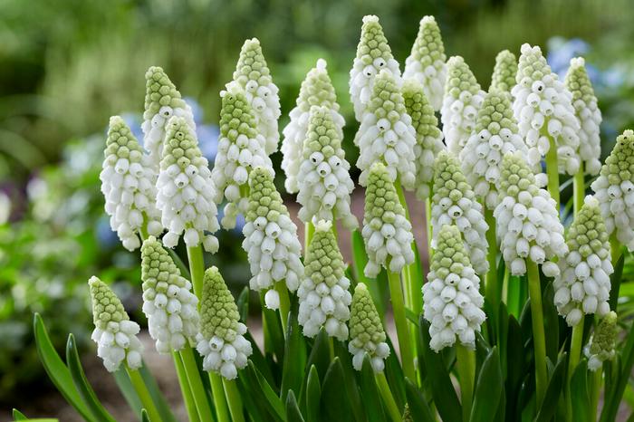 Grape Hyacinth - White Pearl