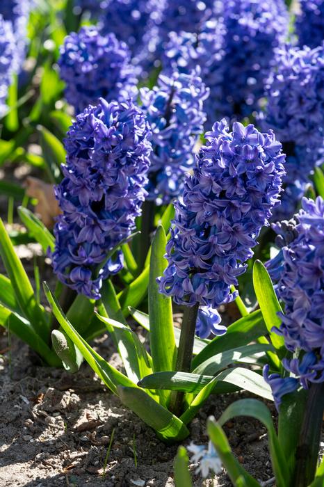 Hyacinth - Blue Star
