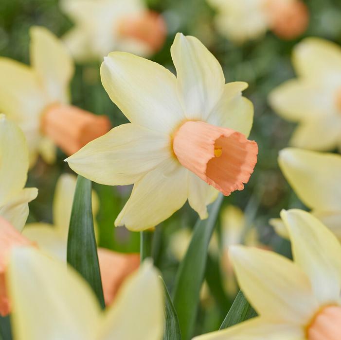 Daffodil - Carice