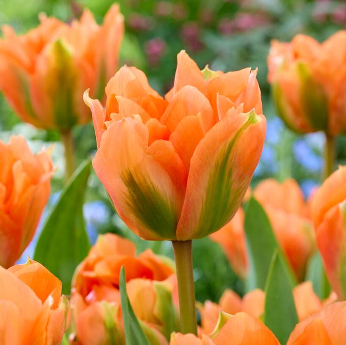 Tulip - Disneyland Paris