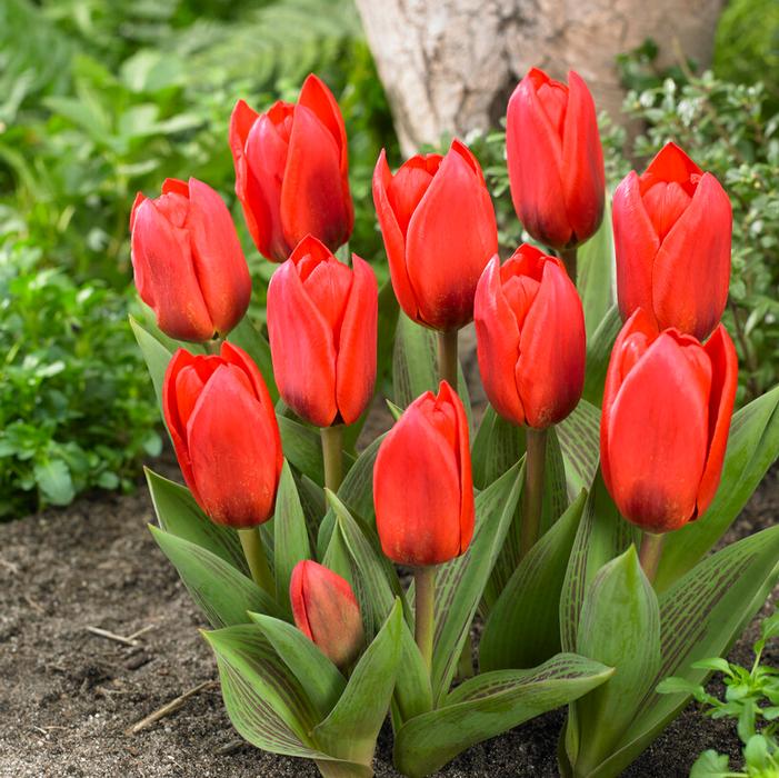 Tulip - Showwinner