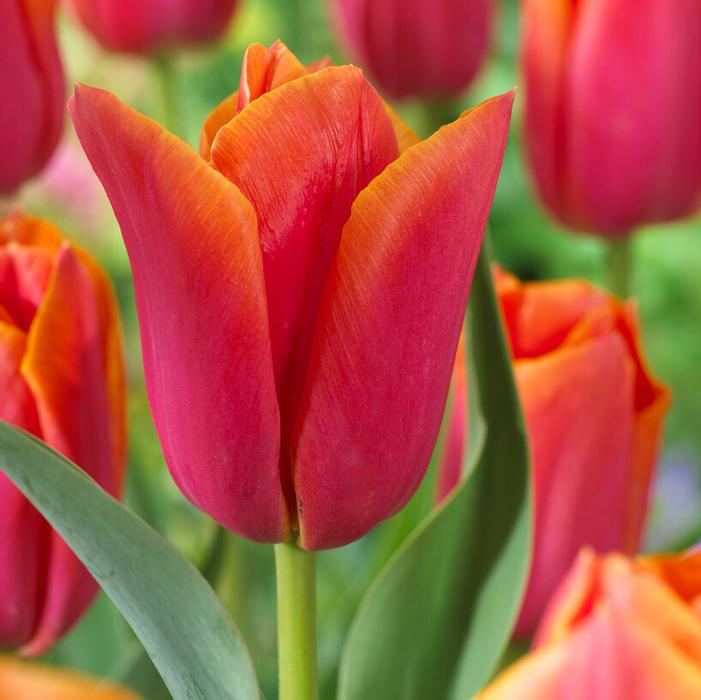 Tulip - Orange Dynasty