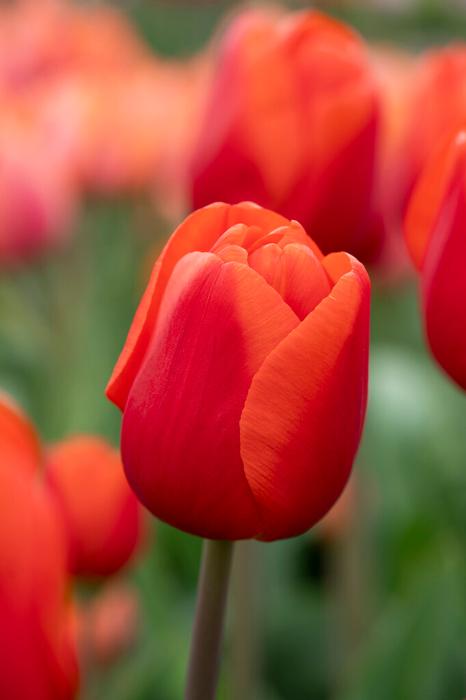 Tulip - Cadans