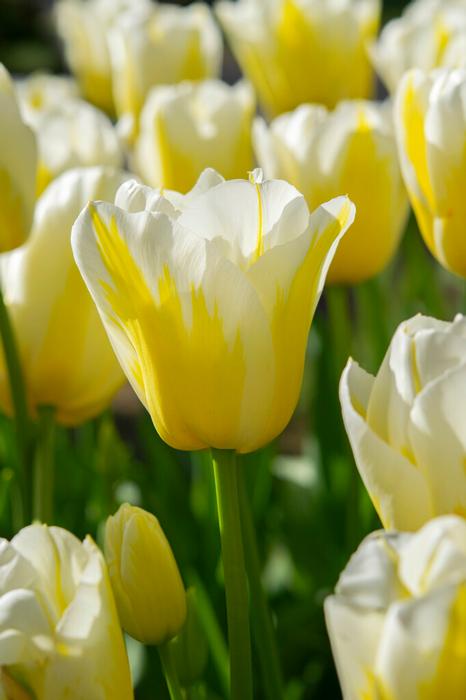 Tulip - Bingo