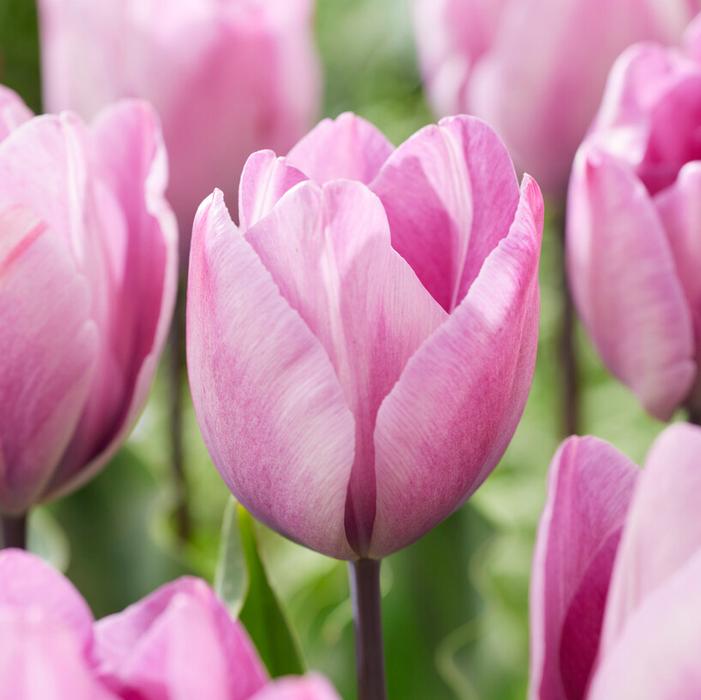 Tulip - Jacuzzi