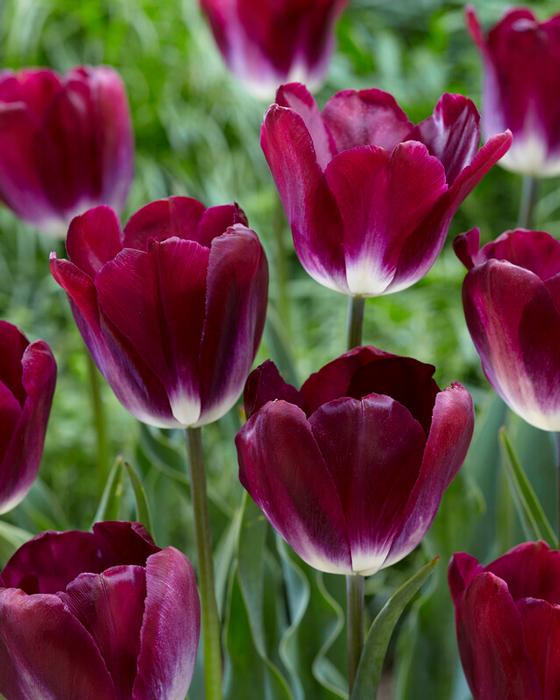 Tulip - Kansas Proud