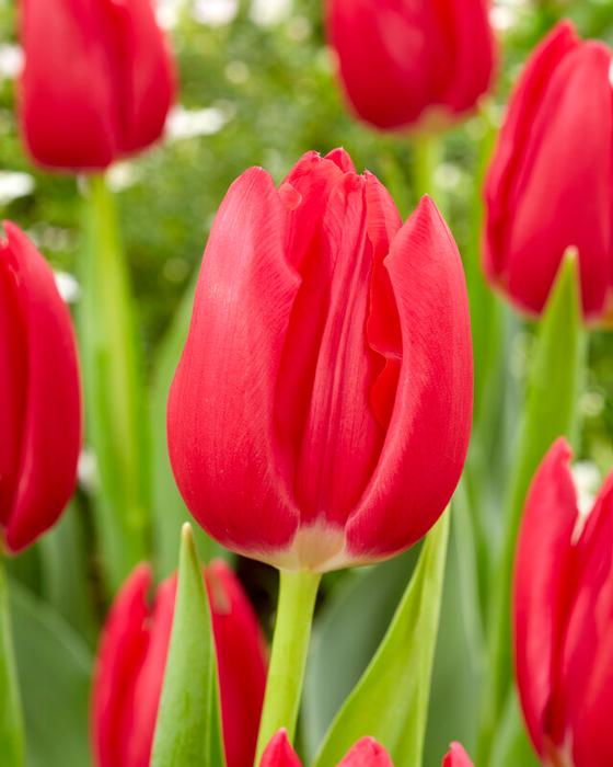 Tulip - Rodolfo