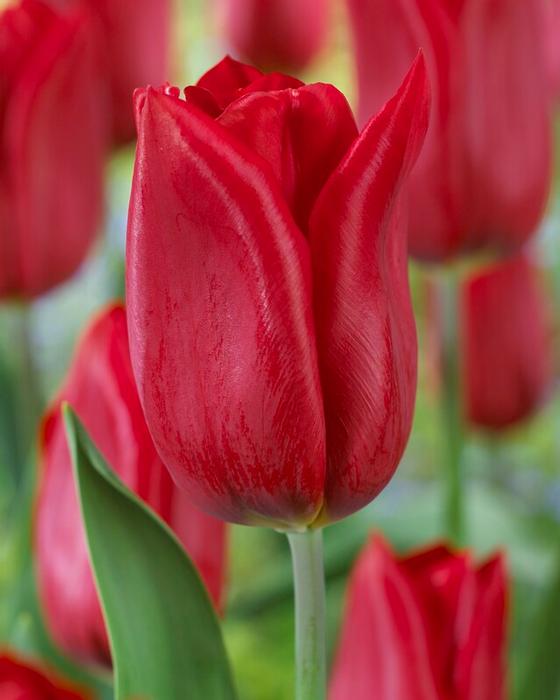 Tulip - Strong Love