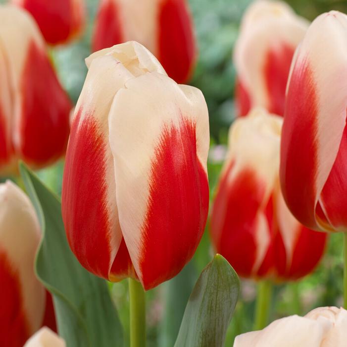 Tulip - Roman Empire