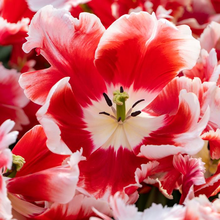 Tulip - Dee Jay Parrot