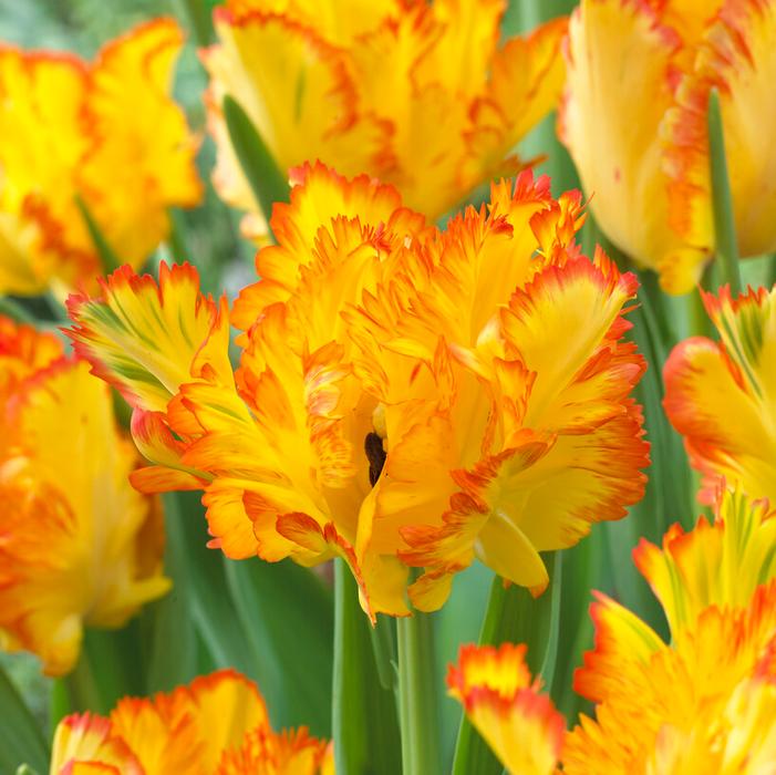 Tulip - Caribbean Parrot™