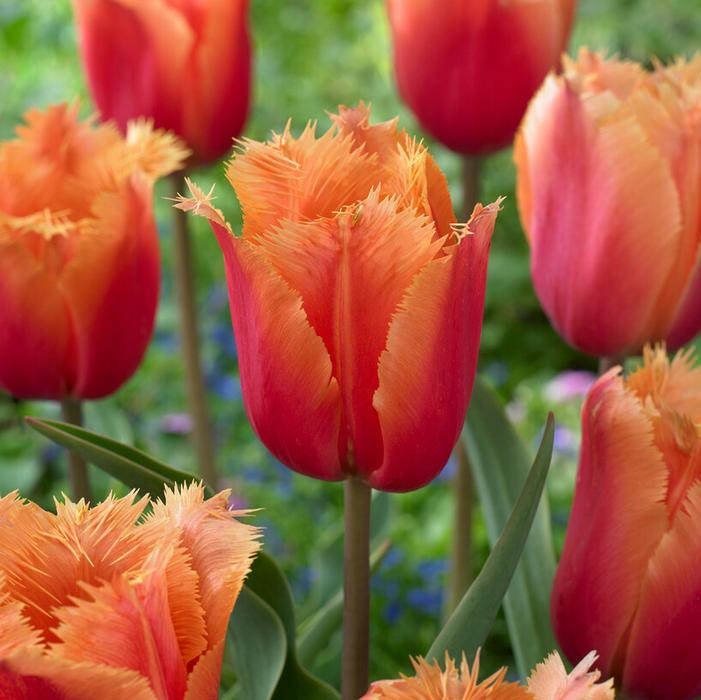Tulip - Lambada