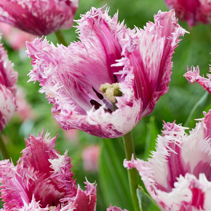 Tulip - Purple Circus