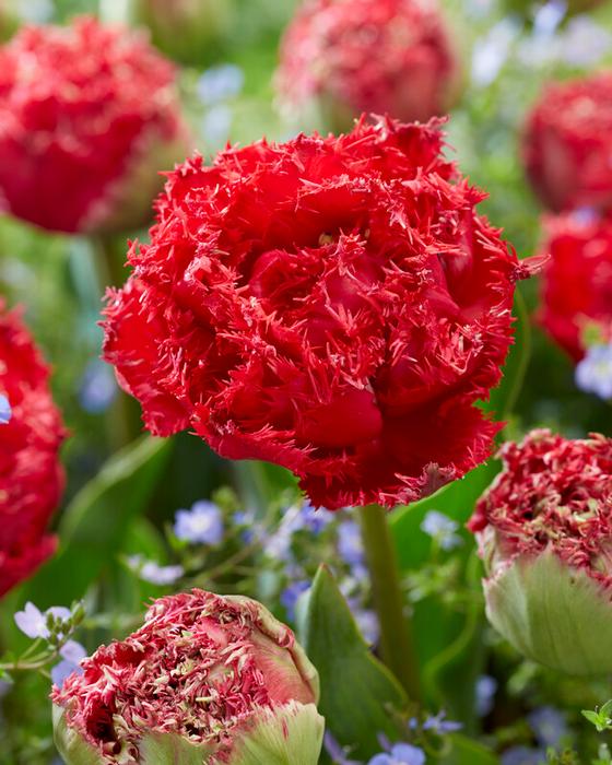 Tulip - Qatar