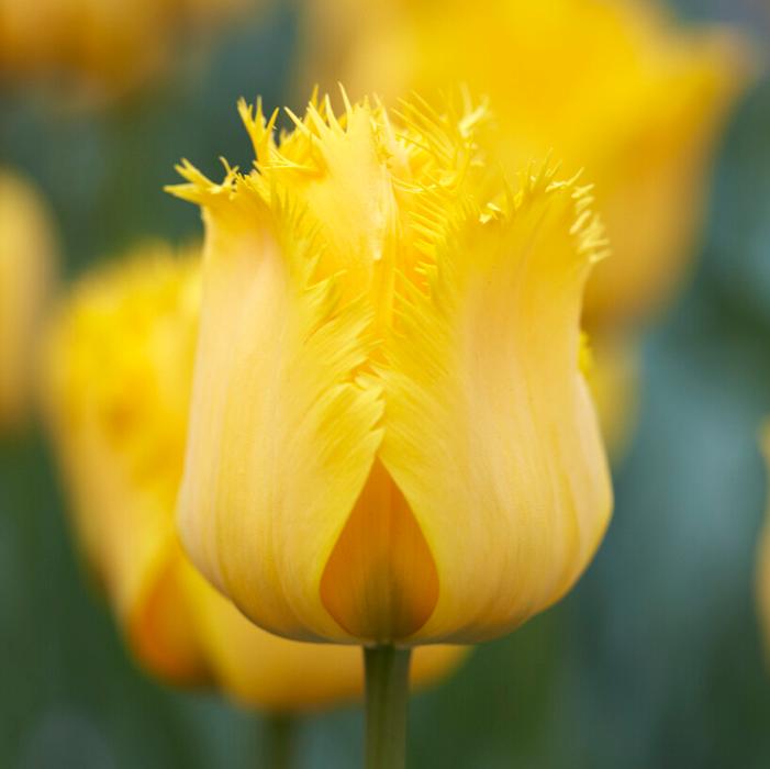 Tulip - Crystal Star