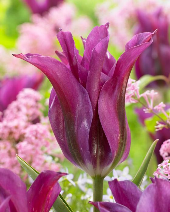 Tulip - Purple Doll