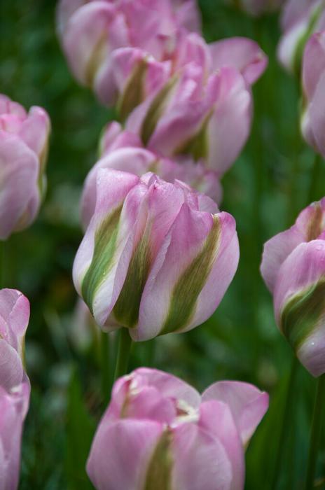 Tulip - Greenland