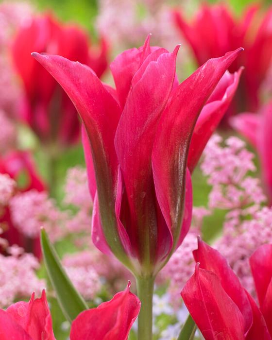 Tulip - Doll's Minuet