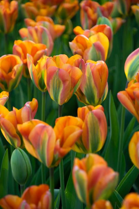 Tulip - Orange Marmalade