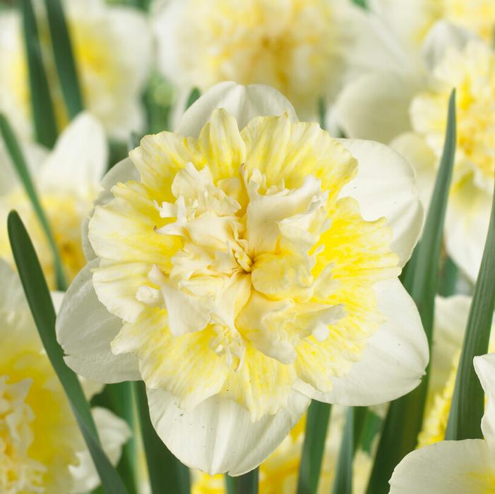Daffodil - Ice King