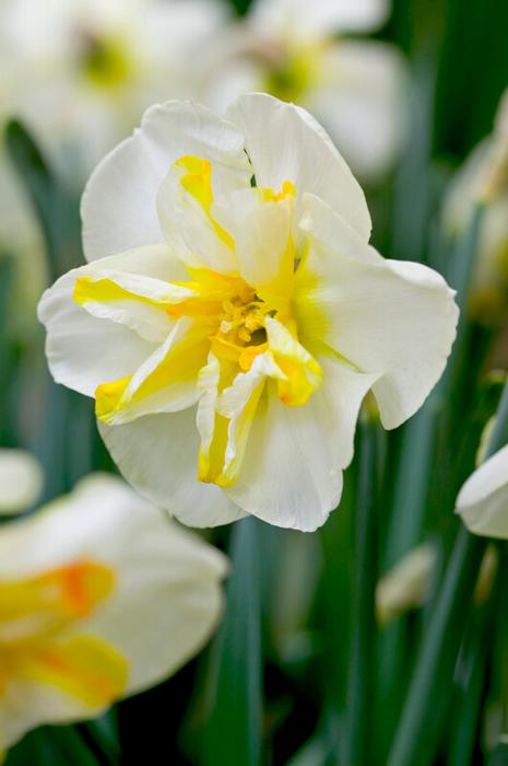 Daffodil - Donau Park