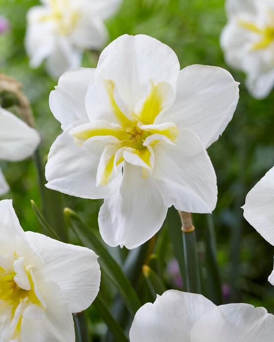 Daffodil - Lemon Beauty