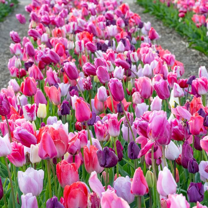 Tulip - All Season Pink & Purple Mix