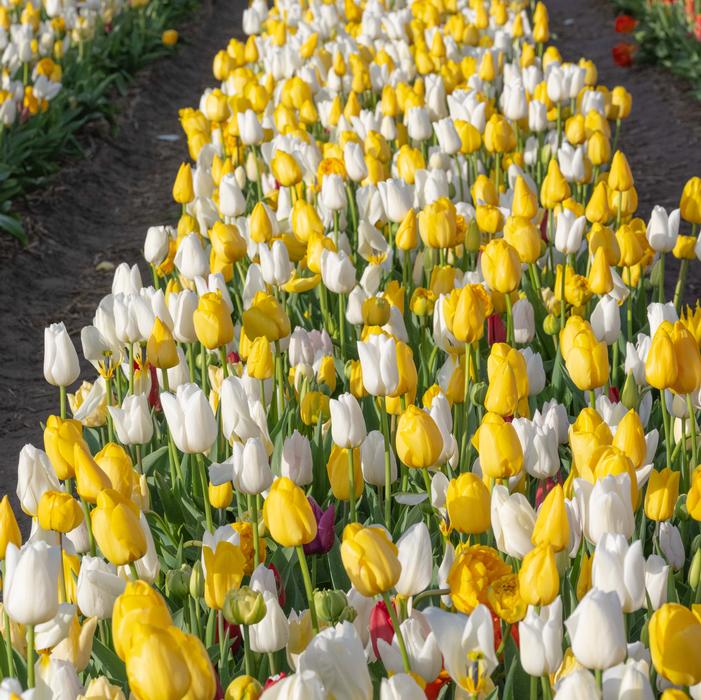 Tulip - All Season White & Yellow Mix