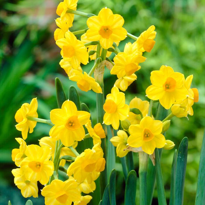 Daffodil - Grand Soleil d'Or