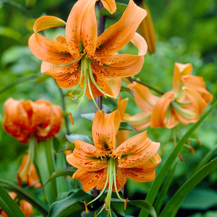 Lily - Henryi