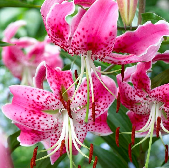 Lily - Uchida