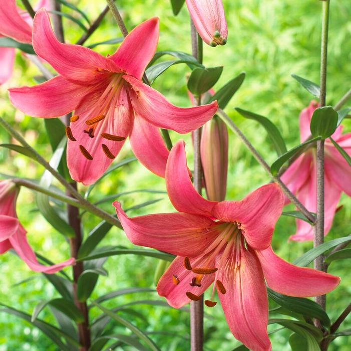Lily - Pink Flight