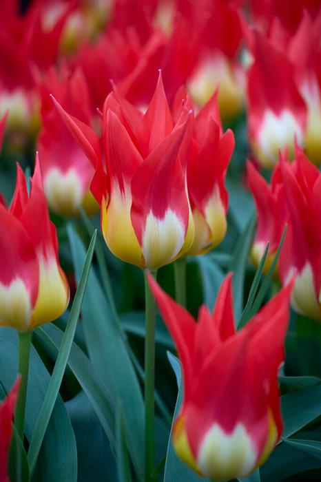 Tulip - Flames Mystery
