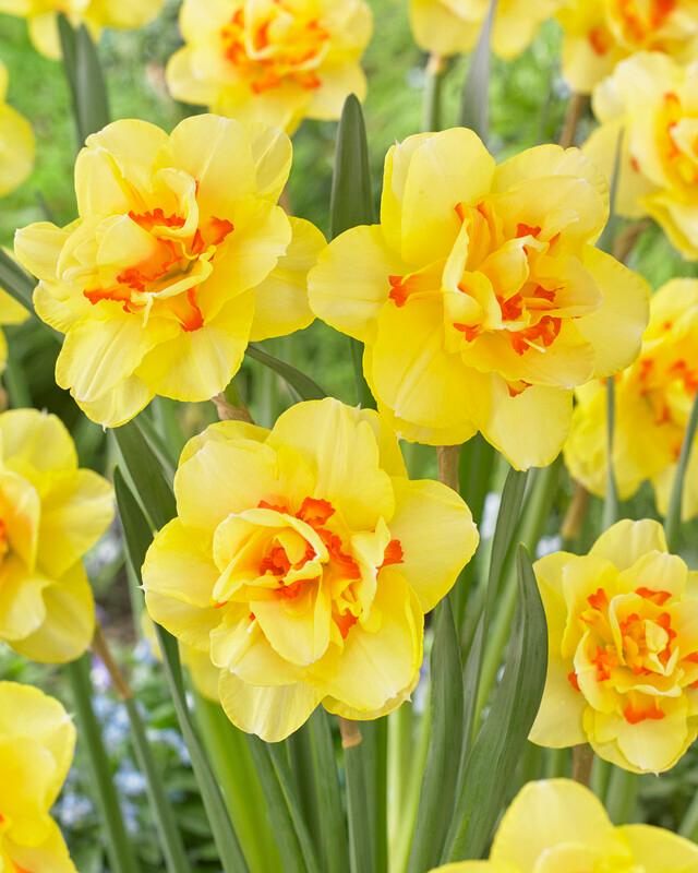 Daffodil - Tahiti