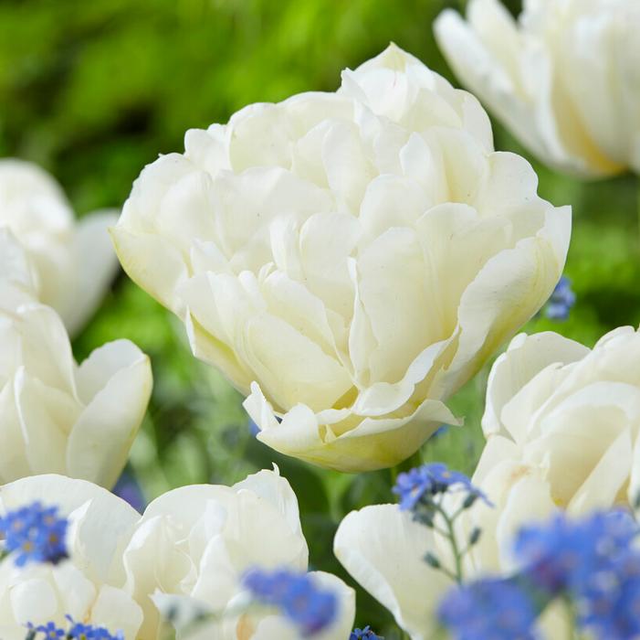 Tulip - Northcap