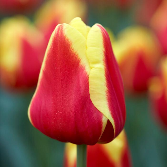 Tulip - Denmark