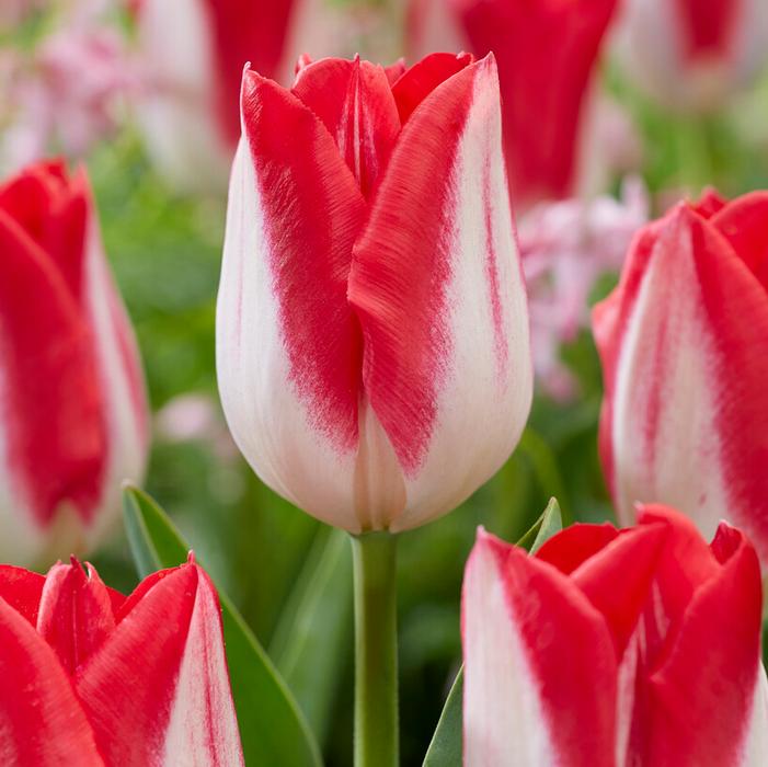 Tulip - Kissable