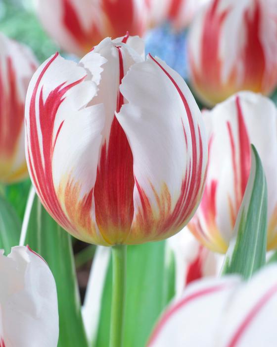 Tulip - Happy Generation