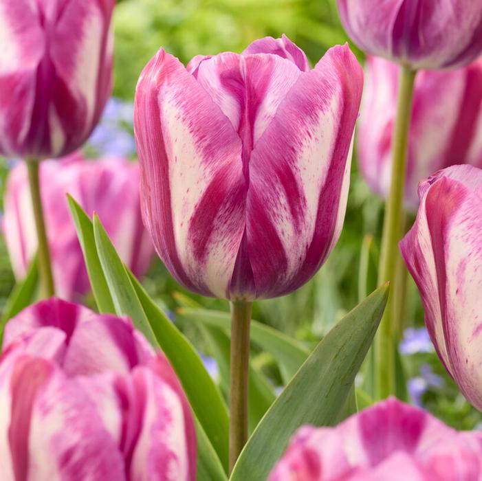 Tulip - Ohio