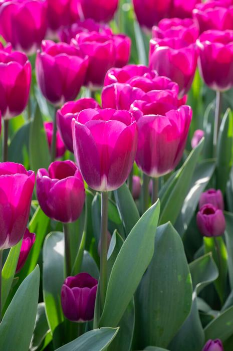 Tulip - Roeska