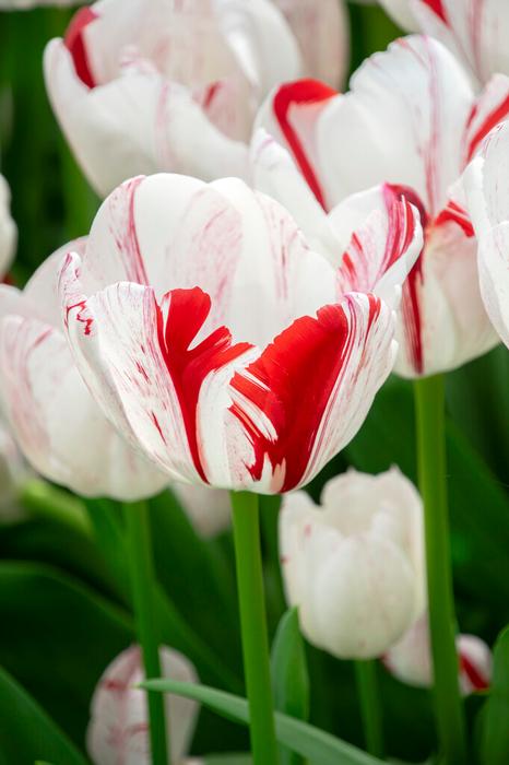 Tulip - One Direction
