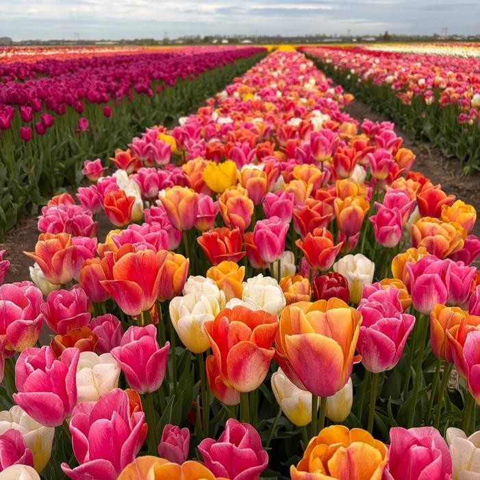 Tulip - Dynasty Mix