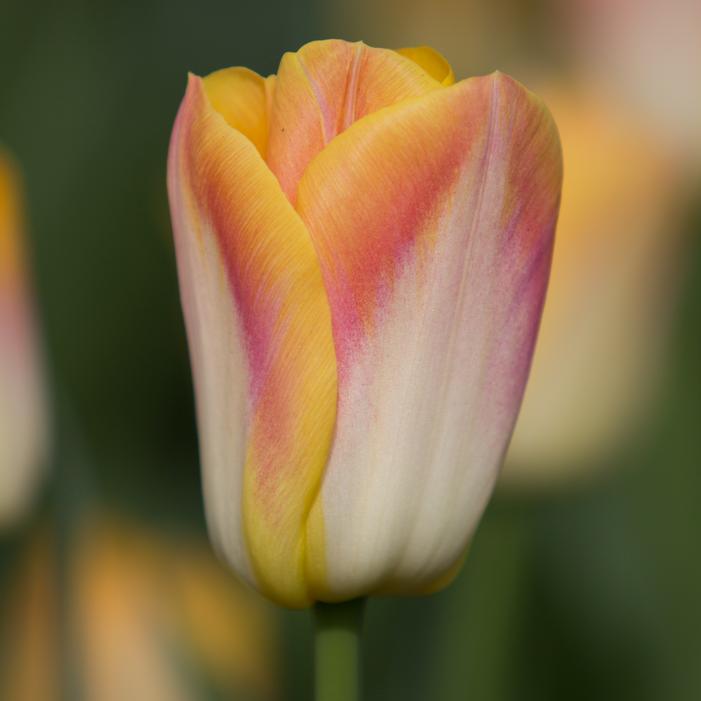 Tulip - Salmon Dynasty