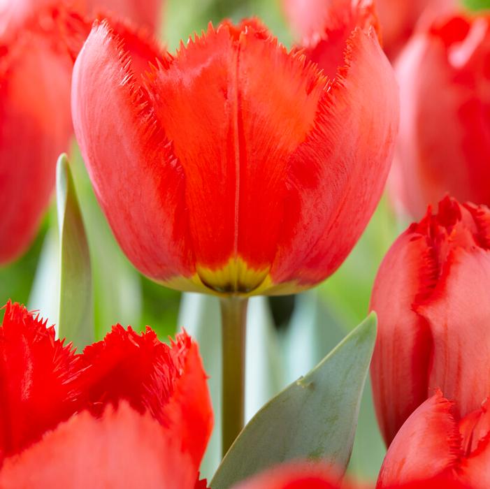 Tulip - Crystal Beauty