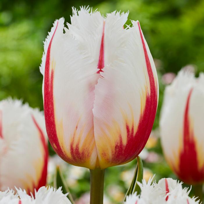 Tulip - Salsa